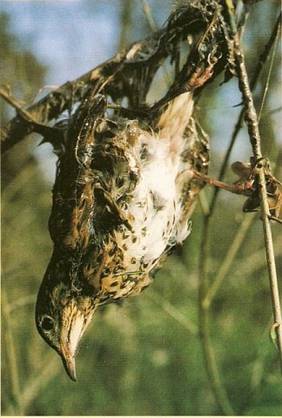 El TC declara nula la caza con parany