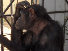 Zoológicos en españa: cadenas y sufrimiento