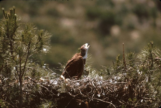 El águila imperial ibérica duplica en diez años su población reproductora en Andalucía