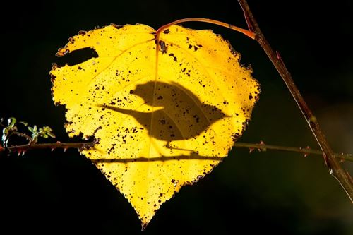 Premios del X Concurso Fotográfico Las aves silvestres de FIO