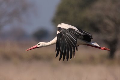 La localidad cuenta con cien nidos de cigüeña blanca y 18 parejas de cernícalo primilla
