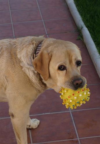 La Rioja. El Ayuntamiento promoverá iniciativas para la correcta identificación de mascotas y la recogida de excrementos.