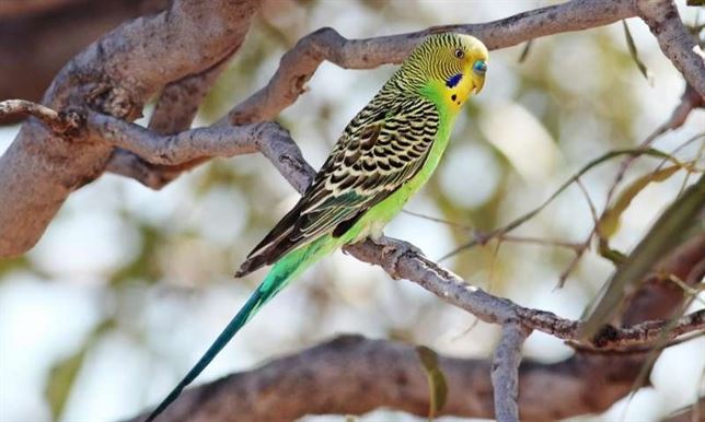 Modo rápido y modo lento