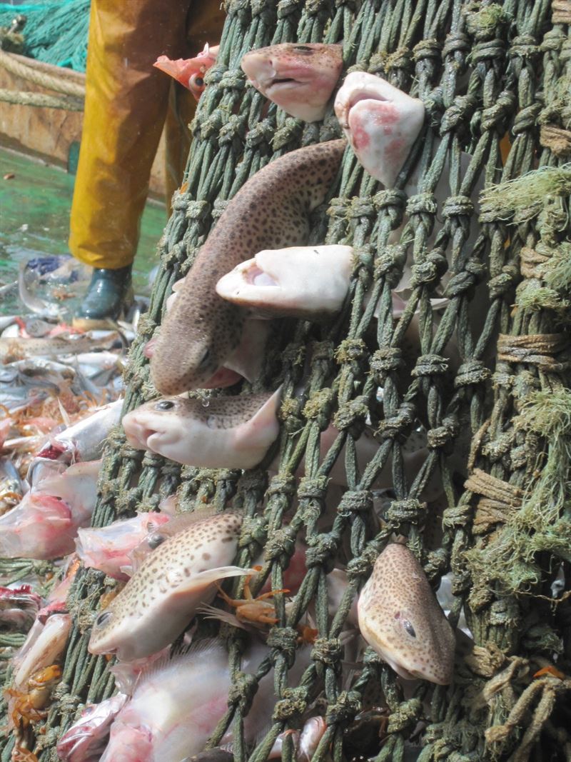 Código contra la explotación humana e infantil en el sector de la pesca