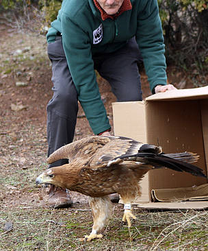 Vea el VIDEO del águila imperial radiomarcada que vigilará el uso ilegal del veneno en las aves