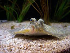 Investigan si el cambio climático tiene efectos sobre el sexo de los lenguados