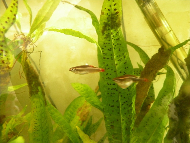 Ecologistas piden depurar el Guadalquivir al detectarse fármacos en los peces