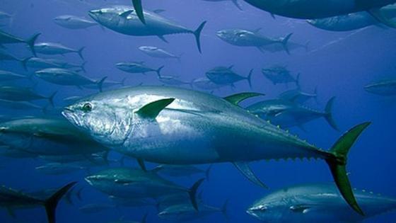 WWF exige no aumentar la cuota de pesca del atún rojo hasta contar con nuevos estudios científicos