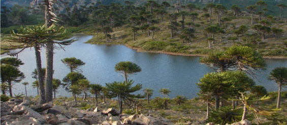 Argentina: El impenetrable chaqueño cautiva al turismo internacional