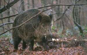 El ‘oscurantismo’ del Ayuntamiento de Palencia