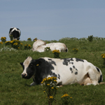 Medio Rural convoca nuevas ayudas para fomentar la reducción del gasto en energía en las explotaciones lácteas