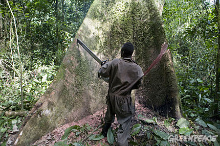 La tala de bosques no salvará el clima