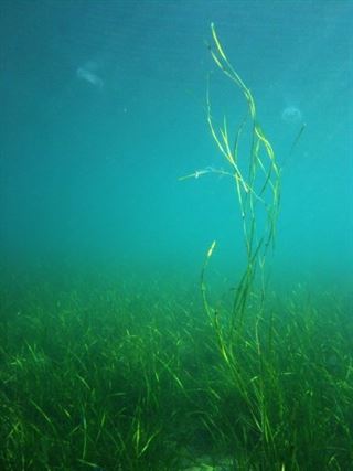 La ‘zostera’ es una hierba marina que fue en su origen terrestre