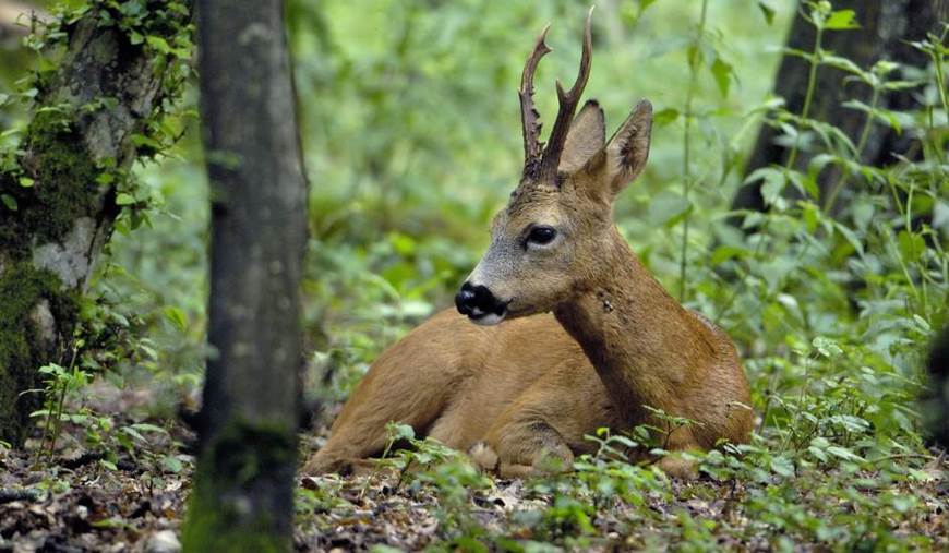 Los corzos de Álava