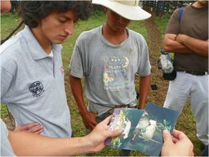La pérdida de hábitat del puma hace que se registren ataques de este animal al ganado