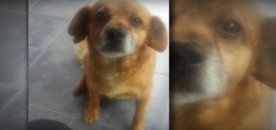 Argentina. ‘Cortan’ a un perro por la mitad