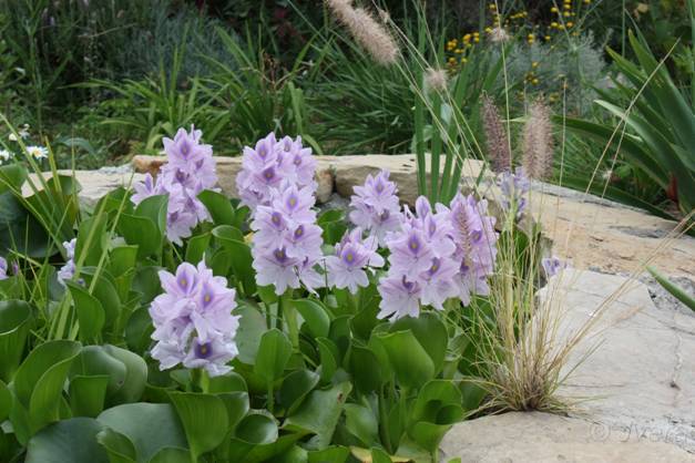 La nueva normativa de especies exóticas invasoras es de ‘locos’