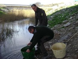 Aragón. Rescatados 950 ejemplares de pez fraile