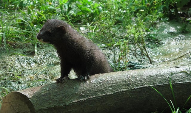 Las hembras de visón europeo se trasladan al centro de Cría de Toledo