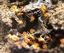 Biodiversidad subterránea