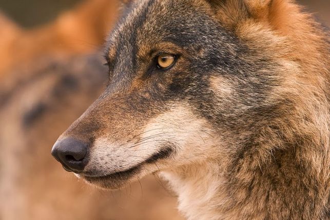 Se actualizará la información poblacional del lobo ibérico en Andalucía