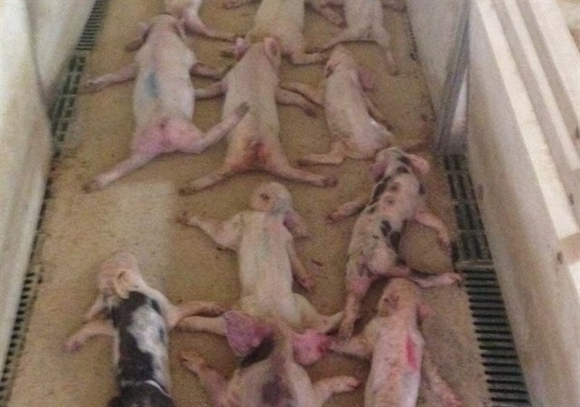 En Almería reclaman mayor ‘contundencia’ contra el maltrato animal y el abandono