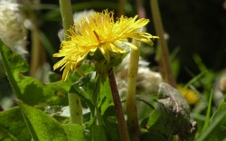 Descubierta una nueva especie de diente de león taxacarum penyalarense en el Parque Natural de Peñalara