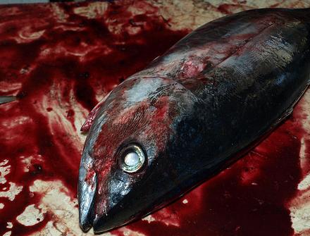 La Eurocámara endurece el control de las capturas de atún rojo para luchar contra pesca ilegal