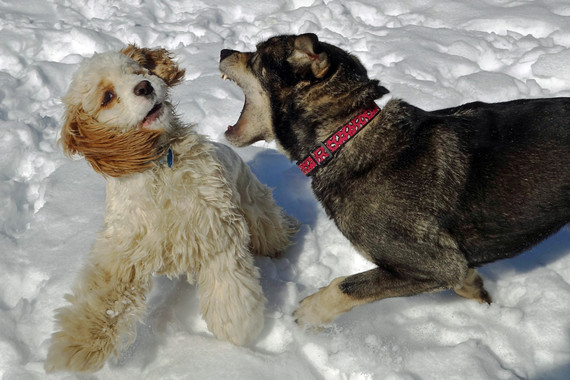 TODO sobre la amistad entre perros y humanos