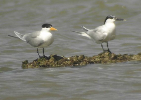 Las Diez mejores ideas para salvar la naturaleza
