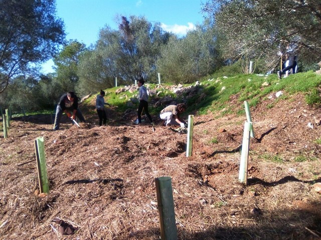El Parque Natural de Mondragó reforesta la zona del antiguo vertedero de ses Doblegades
