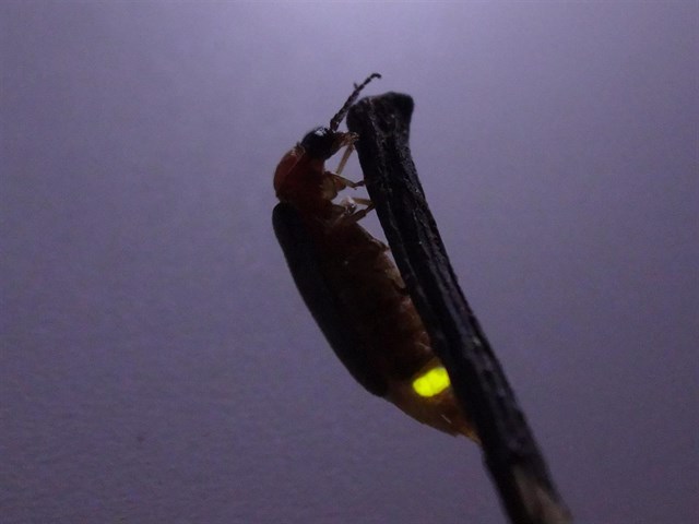 En busca de las hadas voladoras en los campos españoles