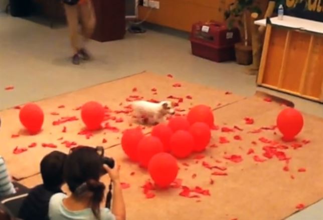 Este perro explota más globos que nadie (Mira el VIDEO)