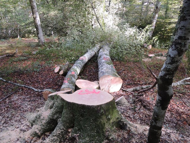 Cantabria. Plan Rector de Uso y Gestión (PRUG) del Parque Natural Saja-Besaya