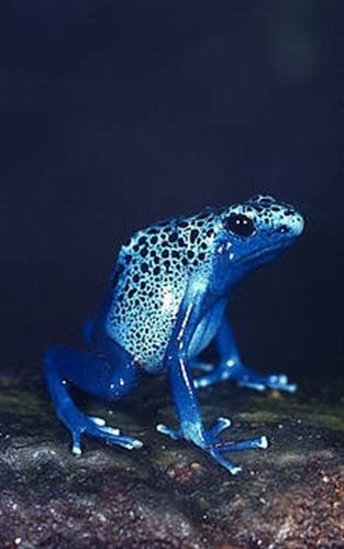 WWF y Obra Social de Catalunya Caixa ponen en marcha un proyecto de recuperación de anfibios en el río Riaza (Segovia)