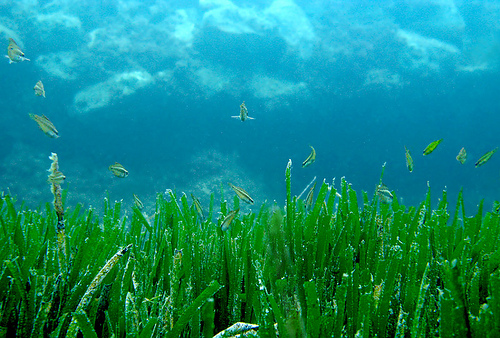Floración de posidonia oceánica en Tarragona