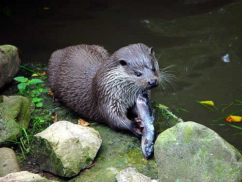 Detectan nutrias en el Delta del Ebro tras 40 años sin presencia de esta especie en la zona