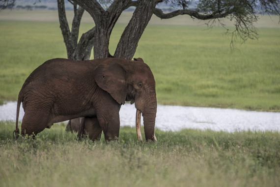 Caza furtiva de elefantes