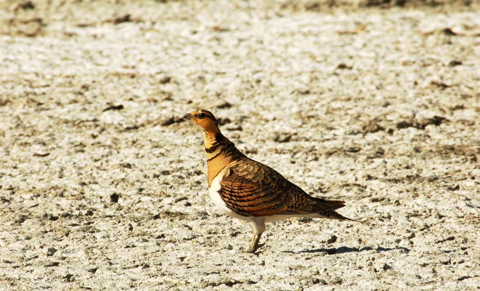 Calentamiento global: sube la temperatura en el Ártico