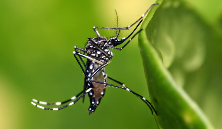 Mosquito tigre y el virus zika