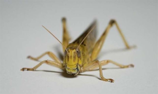 Cómo reparan sus huesos los insectos