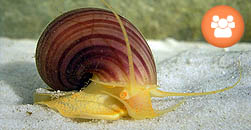 Gestión de Especies Exóticas Invasoras