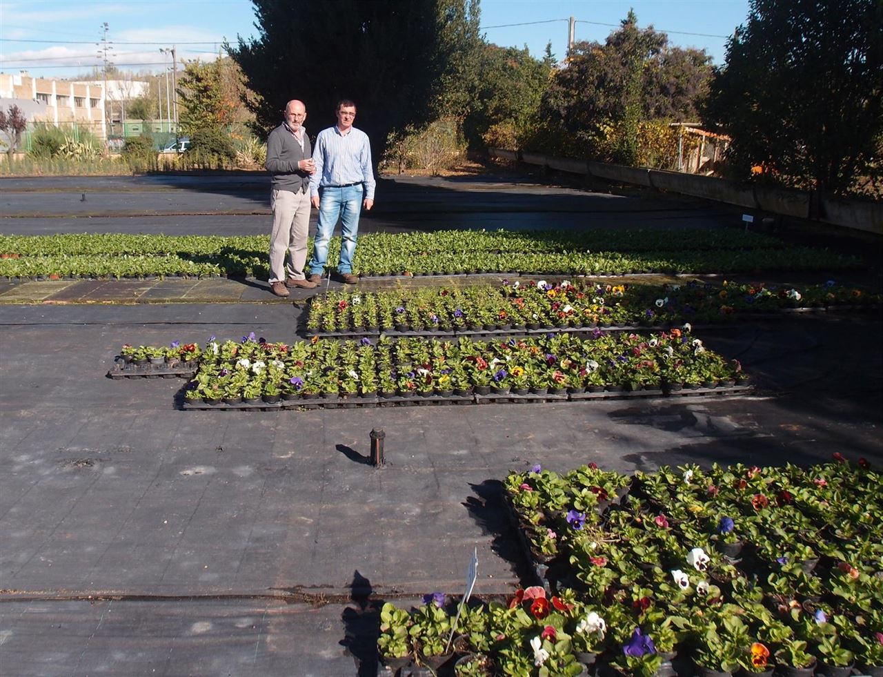 53.000 flores para los parques de Logroño