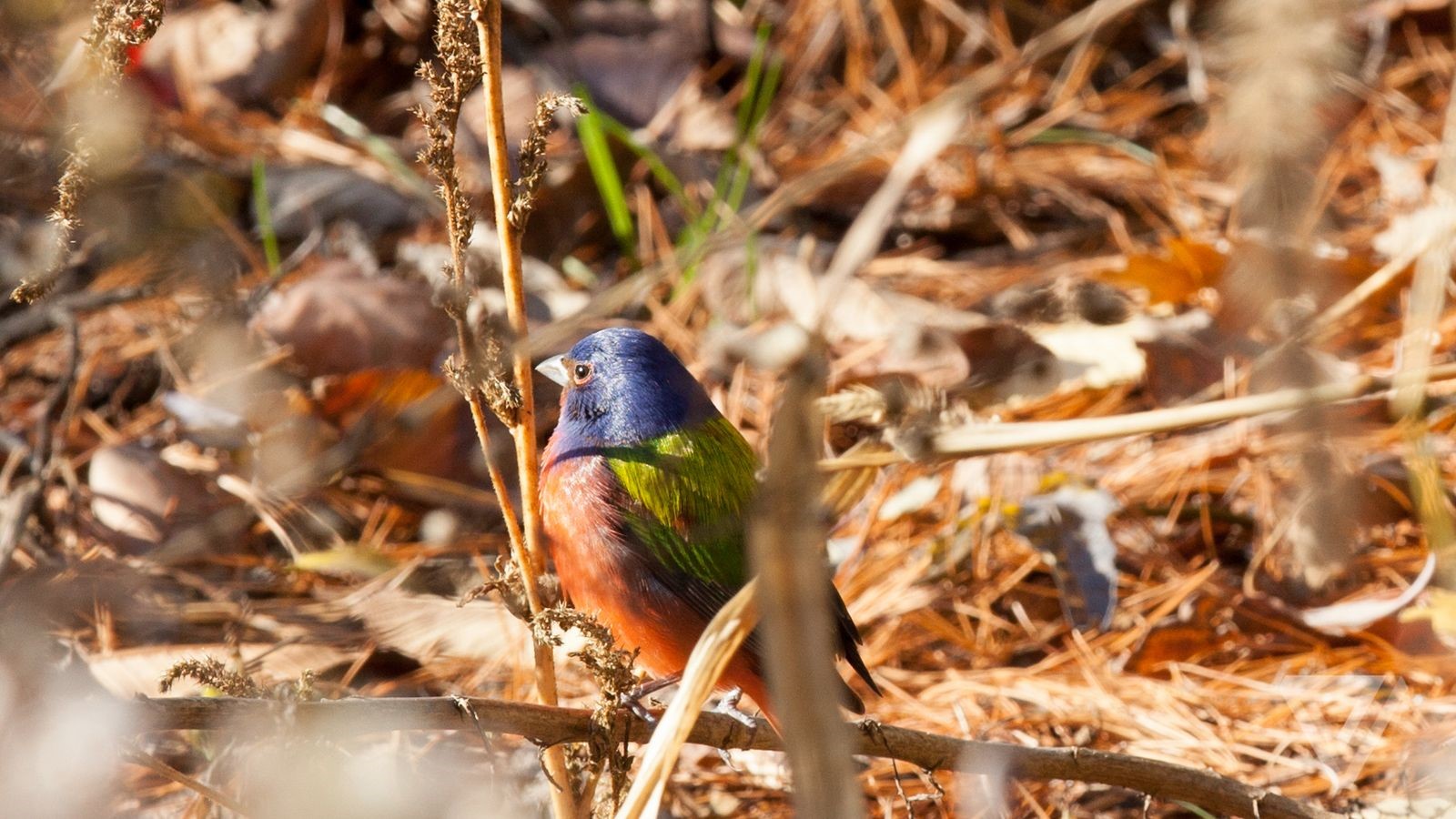 Innovadores Drones ornitológicos