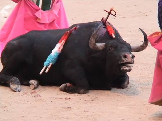 El PP impone en Cataluña la ley estatal que protege a los toros
