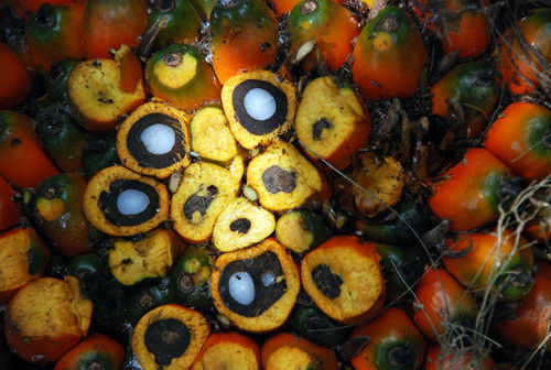 Almendra de palma convertida en insumo precursor del carbón activado