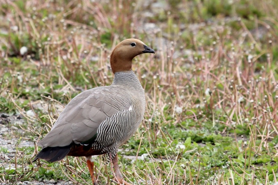 Argentina. El Cauquén Colorado se redujo un 70% en los últimos 50 años