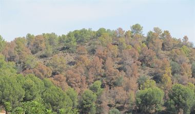 Los árboles infectados por el tomicus es mejor talarlos