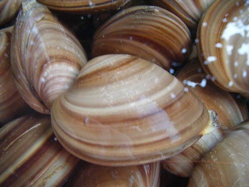 Científicos matan a una almeja de 507 años cuando la iban a estudiar