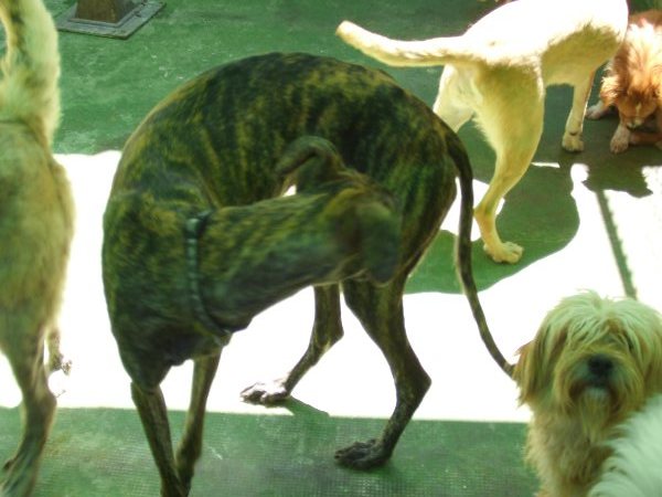 Carta pública al concejal responsable de la perrera de Mérida